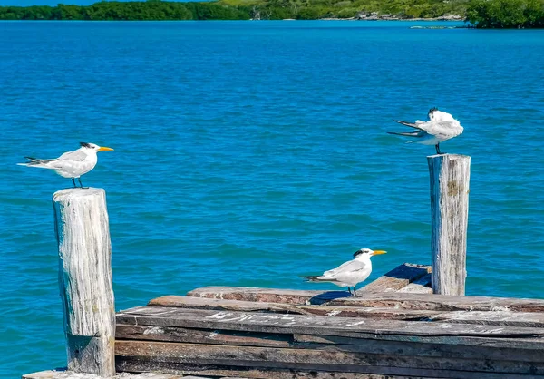 Seagull Seagulls Bird Birds Port Isla Contoy Island Harbor Turquoise — стоковое фото