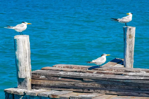 Seagull seagulls bird birds on port of the Isla Contoy island harbor with turquoise blue water in Quintana Roo Mexico.