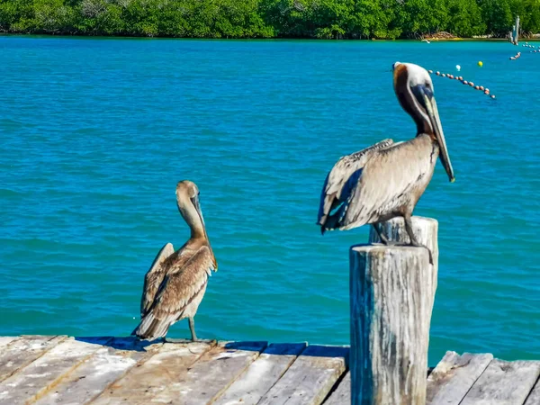 Pelicans Pelican Bird Birds Port Isla Contoy Island Harbor Turquoise — Foto Stock