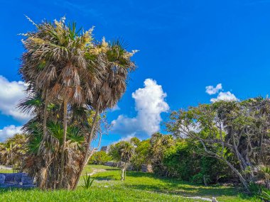 Antik Tulum, Tulum Meksika 'daki tropikal doğal orman palmiyesi ve deniz manzarasında tapınak kalıntıları ve eserlerle Maya bölgesini harabeye çeviriyor..