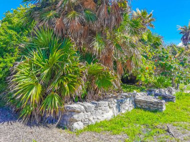 Antik Tulum, Tulum Meksika 'daki tropikal doğal orman palmiyesi ve deniz manzarasında tapınak kalıntıları ve eserlerle Maya bölgesini harabeye çeviriyor..
