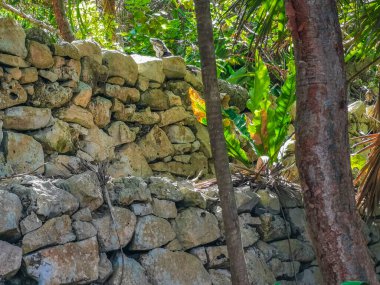 Antik Tulum, Tulum Meksika 'daki tropikal doğal orman palmiyesi ve deniz manzarasında tapınak kalıntıları ve eserlerle Maya bölgesini harabeye çeviriyor..