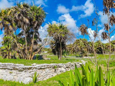 Antik Tulum, Tulum Meksika 'daki tropikal doğal orman palmiyesi ve deniz manzarasında tapınak kalıntıları ve eserlerle Maya bölgesini harabeye çeviriyor..