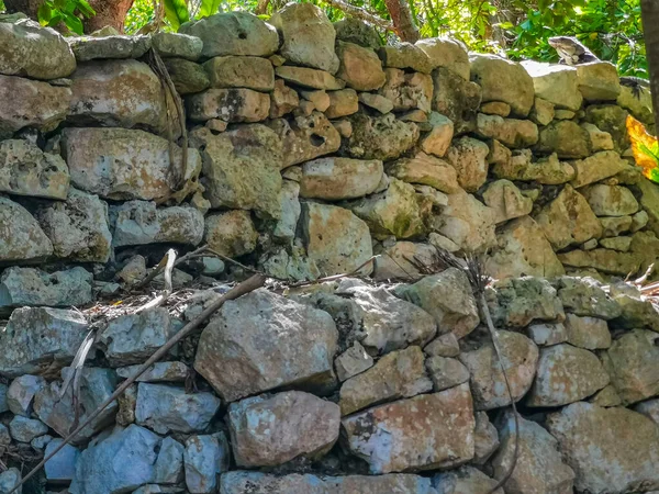 Ancient Tulum Ruins Mayan Site Temple Ruins Pyramids Artifacts Tropical — стокове фото