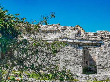 Antik Tulum, Tulum Meksika 'daki tropikal doğal orman palmiyesi ve deniz manzarasında tapınak kalıntıları ve eserlerle Maya bölgesini harabeye çeviriyor..