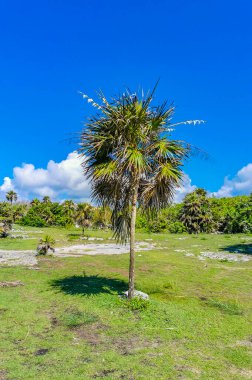 Antik Tulum, Tulum Meksika 'daki tropikal doğal orman palmiyesi ve deniz manzarasında tapınak kalıntıları ve eserlerle Maya bölgesini harabeye çeviriyor..