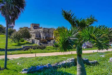 Antik Tulum, Tulum Meksika 'daki tropikal doğal orman palmiyesi ve deniz manzarasında tapınak kalıntıları ve eserlerle Maya bölgesini harabeye çeviriyor..