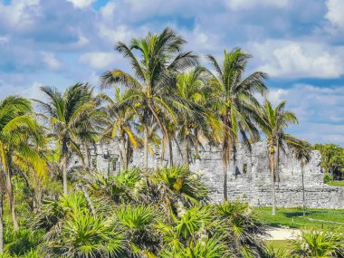 Antik Tulum, Tulum Meksika 'daki tropikal doğal orman palmiyesi ve deniz manzarasında tapınak kalıntıları ve eserlerle Maya bölgesini harabeye çeviriyor..