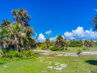 Antik Tulum, Tulum Meksika 'daki tropikal doğal orman palmiyesi ve deniz manzarasında tapınak kalıntıları ve eserlerle Maya bölgesini harabeye çeviriyor..