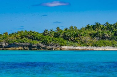 Amazing landscape panorama view with turquoise blue water palm trees blue sky and the natural tropical beach and the forest on the beautiful island of Contoy in Quintana Roo Mexico.
