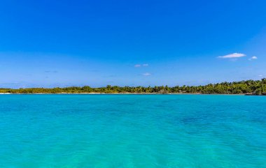Amazing landscape panorama view with turquoise blue water palm trees blue sky and the natural tropical beach and the forest on the beautiful island of Contoy in Quintana Roo Mexico.