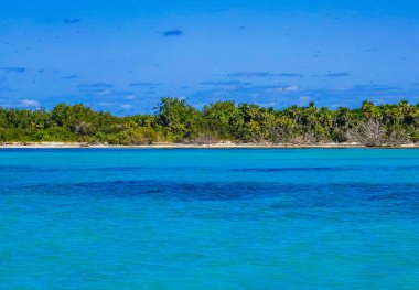 Amazing landscape panorama view with turquoise blue water palm trees blue sky and the natural tropical beach and the forest on the beautiful island of Contoy in Quintana Roo Mexico.