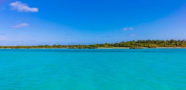 Amazing landscape panorama view with turquoise blue water palm trees blue sky and the natural tropical beach and the forest on the beautiful island of Contoy in Quintana Roo Mexico.
