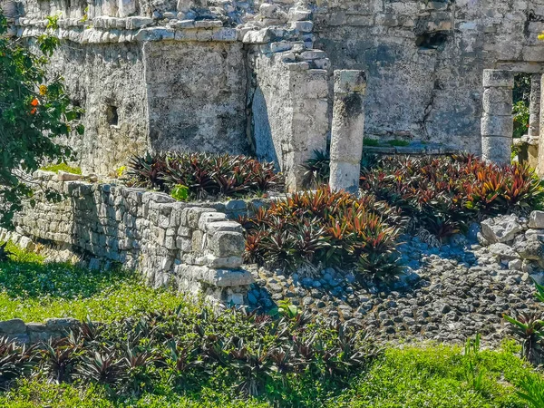 Ancient Tulum Ruins Mayan Site Temple Ruins Pyramids Artifacts Tropical — стокове фото