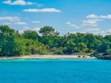 Amazing landscape panorama view with turquoise blue water palm trees blue sky and the natural tropical beach and the forest on the beautiful island of Contoy in Quintana Roo Mexico.