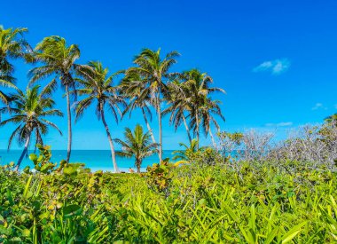 Amazing landscape panorama view with turquoise blue water palm trees blue sky and the natural tropical beach and the forest on the beautiful island of Contoy in Quintana Roo Mexico.