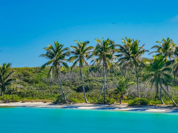 Amazing Landscape Panorama View Turquoise Blue Water Palm Trees Blue — стоковое фото