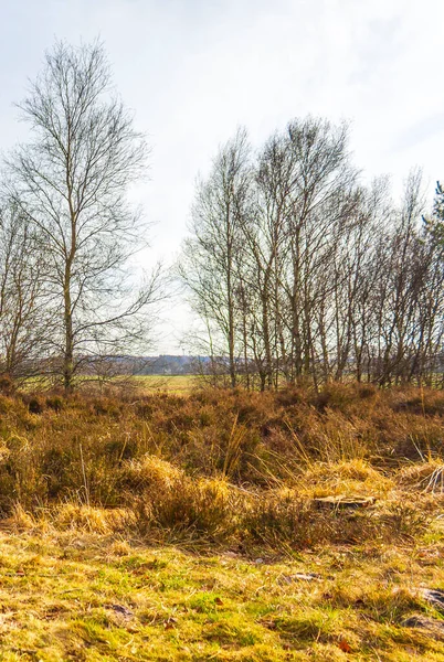 Beautiful Natural Forest Agricultural Moor Landscape Panorama Winter Lower Saxony — Fotografia de Stock