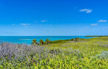 Amazing landscape panorama view with turquoise blue water palm trees blue sky and the natural tropical beach and the forest on the beautiful island of Contoy in Quintana Roo Mexico.