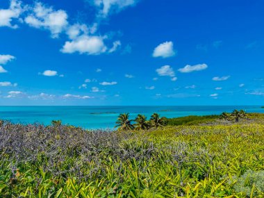 Amazing landscape panorama view with turquoise blue water palm trees blue sky and the natural tropical beach and the forest on the beautiful island of Contoy in Quintana Roo Mexico.