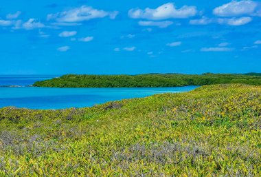 Amazing landscape panorama view with turquoise blue water palm trees blue sky and the natural tropical beach and the forest on the beautiful island of Contoy in Quintana Roo Mexico.