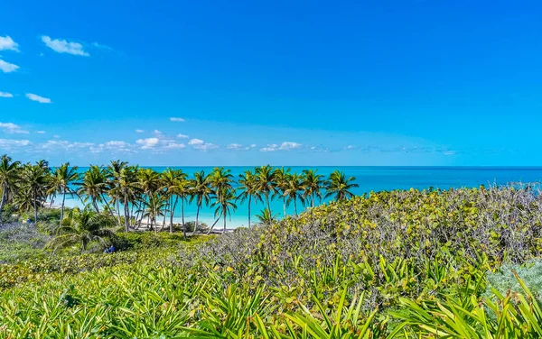 Amazing Landscape Panorama View Turquoise Blue Water Palm Trees Blue — ストック写真
