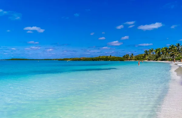 Amazing Landscape Panorama View Turquoise Blue Water Palm Trees Blue — Stock Photo, Image