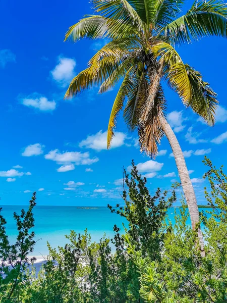 Amazing Landscape Panorama View Turquoise Blue Water Palm Trees Blue — стоковое фото