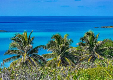 Amazing landscape panorama view with turquoise blue water palm trees blue sky and the natural tropical beach and the forest on the beautiful island of Contoy in Quintana Roo Mexico.