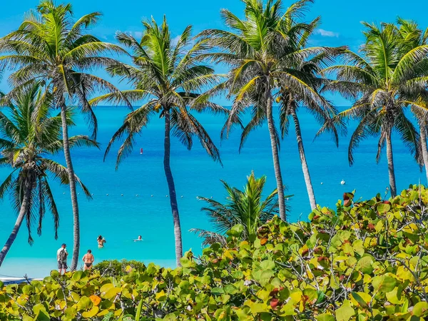 Amazing Landscape Panorama View Turquoise Blue Water Palm Trees Blue — Fotografia de Stock