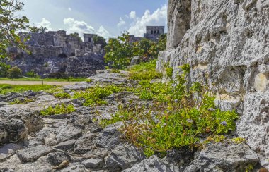 Antik Tulum, Tulum Meksika 'daki tropikal doğal orman palmiyesi ve deniz manzarasında tapınak kalıntıları ve eserlerle Maya bölgesini harabeye çeviriyor..