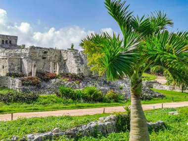 Antik Tulum, Tulum Meksika 'daki tropikal doğal orman palmiyesi ve deniz manzarasında tapınak kalıntıları ve eserlerle Maya bölgesini harabeye çeviriyor..