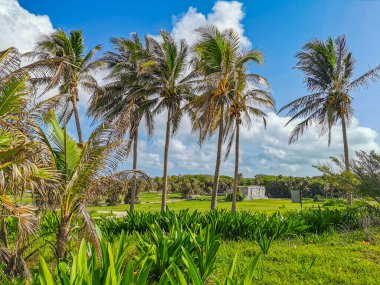 Antik Tulum, Tulum Meksika 'daki tropikal doğal orman palmiyesi ve deniz manzarasında tapınak kalıntıları ve eserlerle Maya bölgesini harabeye çeviriyor..