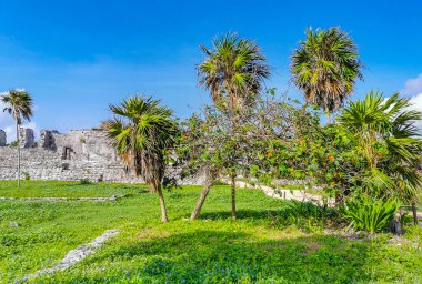 Antik Tulum, Tulum Meksika 'daki tropikal doğal orman palmiyesi ve deniz manzarasında tapınak kalıntıları ve eserlerle Maya bölgesini harabeye çeviriyor..