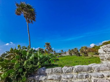 Antik Tulum, Tulum Meksika 'daki tropikal doğal orman palmiyesi ve deniz manzarasında tapınak kalıntıları ve eserlerle Maya bölgesini harabeye çeviriyor..