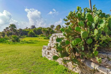 Antik Tulum, Tulum Meksika 'daki tropikal doğal orman palmiyesi ve deniz manzarasında tapınak kalıntıları ve eserlerle Maya bölgesini harabeye çeviriyor..