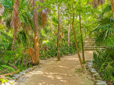 Antik Tulum, Tulum Meksika 'daki tropikal doğal orman palmiyesi ve deniz manzarasında tapınak kalıntıları ve eserlerle Maya bölgesini harabeye çeviriyor..
