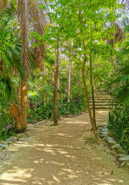 Antik Tulum, Tulum Meksika 'daki tropikal doğal orman palmiyesi ve deniz manzarasında tapınak kalıntıları ve eserlerle Maya bölgesini harabeye çeviriyor..