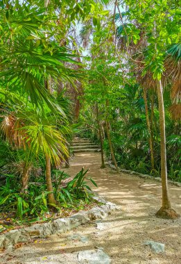 Ancient Tulum ruins Mayan site with temple ruins pyramids and artifacts in the tropical natural jungle forest palm and seascape panorama view in Tulum Mexico.