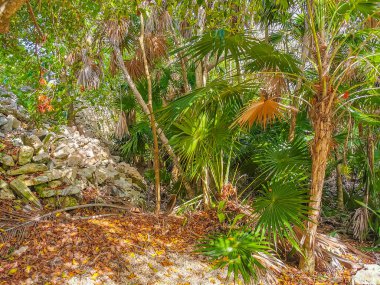Antik Tulum, Tulum Meksika 'daki tropikal doğal orman palmiyesi ve deniz manzarasında tapınak kalıntıları ve eserlerle Maya bölgesini harabeye çeviriyor..