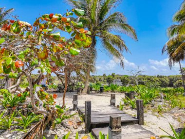 Antik Tulum, Tulum Meksika 'daki tropikal doğal orman palmiyesi ve deniz manzarasında tapınak kalıntıları ve eserlerle Maya bölgesini harabeye çeviriyor..