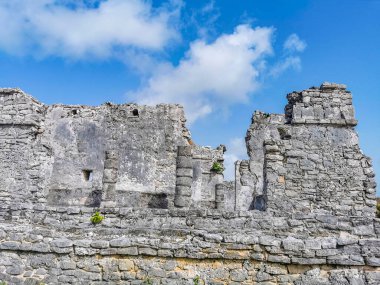 Antik Tulum, Tulum Meksika 'daki tropikal doğal orman palmiyesi ve deniz manzarasında tapınak kalıntıları ve eserlerle Maya bölgesini harabeye çeviriyor..