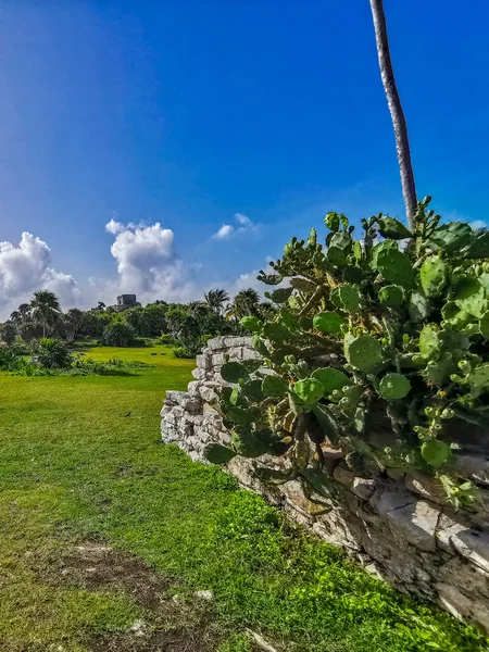 Ancient Tulum Ruins Mayan Site Temple Ruins Pyramids Artifacts Tropical — Stock Photo, Image
