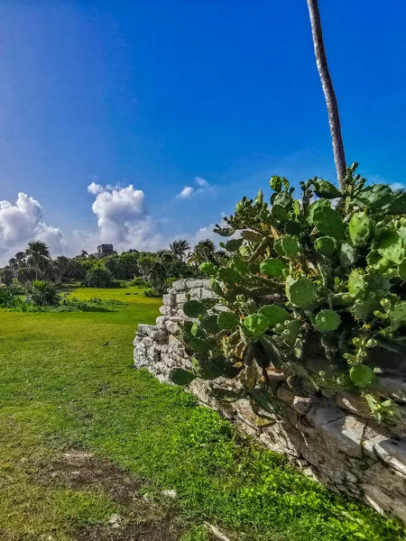 Ancien Tulum Ruines Site Maya Avec Des Ruines Temple Pyramides — Photo