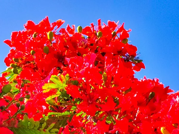 Flamboyant Delonix Regia Red Flowers Closeup Beautiful Tropical Flame Tree — Fotografia de Stock