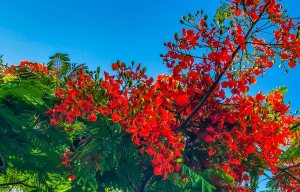Flamboyant Delonix Regia Red Flowers Closeup Beautiful Tropical Flame Tree — Stock Photo, Image