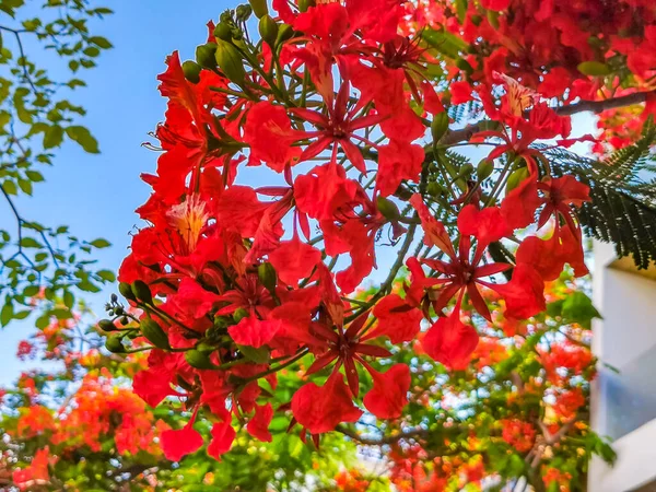 Flamboyant Delonix Regia Red Flowers Closeup Beautiful Tropical Flame Tree — Stockfoto