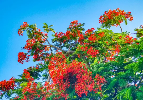 Flamboyant Delonix Regia Red Flowers Closeup Beautiful Tropical Flame Tree — ストック写真