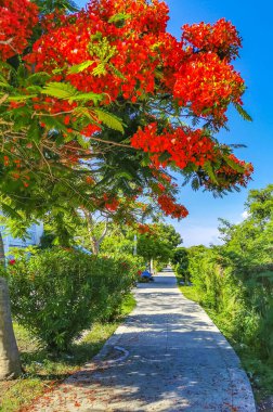 Flamboyant or Delonix Regia red flowers closeup. Beautiful tropical flame tree flowers. Royal Poinciana Tree or Flame Tree or Peacock Flower in Playa del Carmen Quintana Roo Mexico.