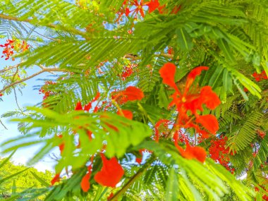 Flamboyant or Delonix Regia red flowers closeup. Beautiful tropical flame tree flowers. Royal Poinciana Tree or Flame Tree or Peacock Flower in Playa del Carmen Quintana Roo Mexico.